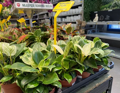 Miniatura: W Castoramie pojawiły się wyjątkowo ładne...