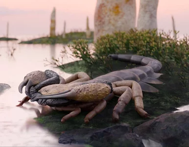 Miniatura: Największy skorpion w historii? Naukowcy...