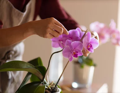 Miniatura: Zajrzałam do doniczki i zamarłam. Tak...