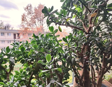 Miniatura: Kilka dni, zero kosztów i grubosz...