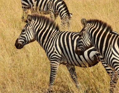 Miniatura: Zebra Ed hitem sieci. Tydzień wolności,...
