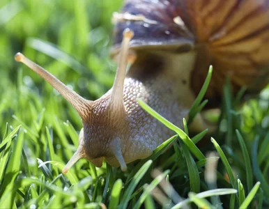 Miniatura: Sprytna metoda na ślimaki z Anglii....