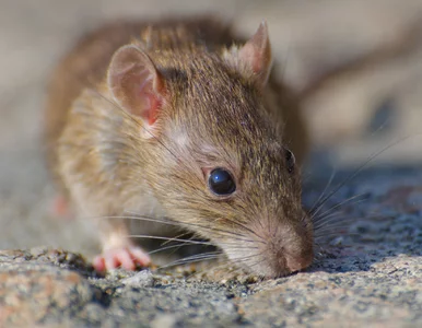 Miniatura: Szczury w ogrodzie? Jeden produkt z...