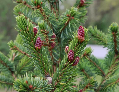 Miniatura: Zasadź go zamiast tui, a zobaczysz...