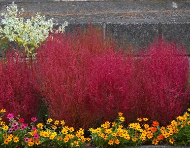 Miniatura: Różowa trawa zachwyca w ogrodach. Jesienią...