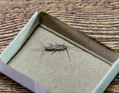 Miniatura: Zalęgły się w łazience? Zrób pułapkę i...