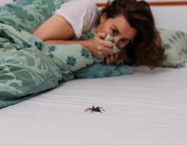 Miniatura: To dla pająków obrzydliwy smród. Żaden już...