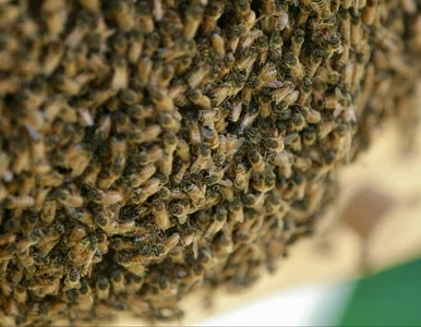 Miniatura: Tajemnicza kula tuż nad ziemią. Leśnicy o...