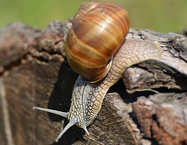Miniatura: Zrobisz to z chleba i drożdży. Ślimaki nie...