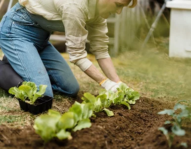 Miniatura: Maj 2025. Co siać i sadzić, gdy wciąż...