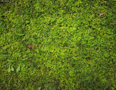 Miniatura: Wymieszaj dwa składniki i spryskaj...