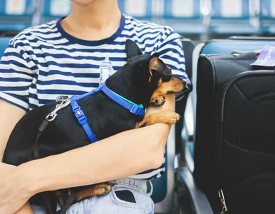 Miniatura: Zapadł wyrok po zgubieniu psa na lotnisku....