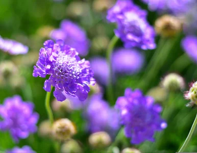 Miniatura: Ten skromny kwiatek przetrwa suszę i...