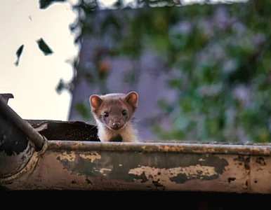 Miniatura: Ten zapach działa na kuny jak straszak!...