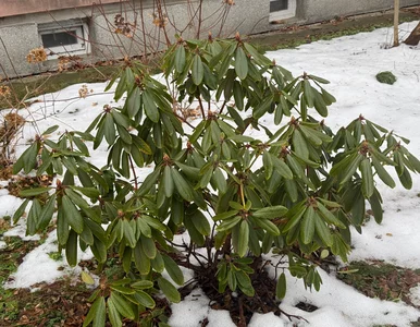 Miniatura: Wiosną zrób to z rododendronem, a obsypie...