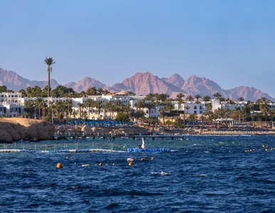 Miniatura: Ryzyko ataku rekinów. Tak Egipt będzie...