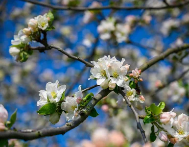 Miniatura: Ten pas na pniu robi całą robotę. Mszyce...