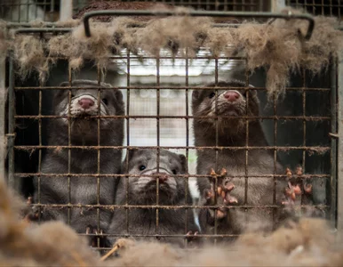 Miniatura: Zbliża się koniec futrzarskiego biznesu?...