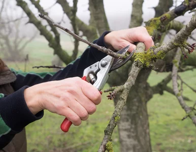Miniatura: Eksperci apelują: „Przytnij je w...