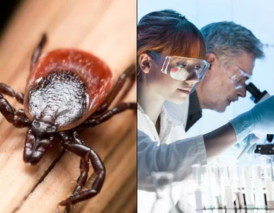Miniatura: Kleszcze już nie będą zagrożeniem?...