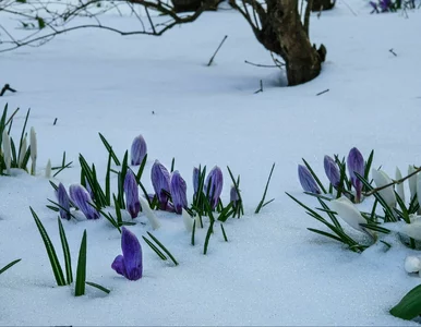 Miniatura: Śnieżne monstrum? Taka może być Wielkanoc....