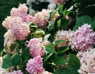 Miniatura: Pierwszy wiosenny nawóz do hortensji....