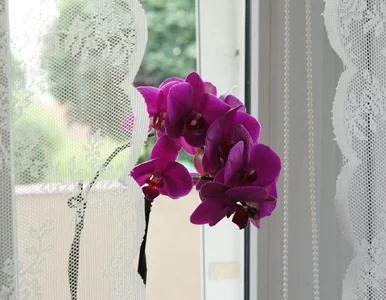 Miniatura: Storczyki będą kwitły jak w tropikach! Te...