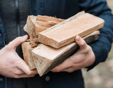 Miniatura: Polacy ruszyli po drewno na zimę. Leśnicy...