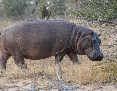 Miniatura: Hipopotam przewrócił łódź. Nie żyje 11 osób