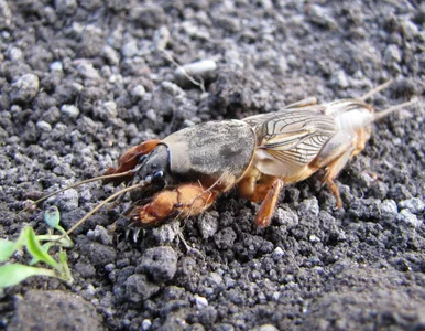 Miniatura: Ryje, kopie i zjada turkucie – ten...