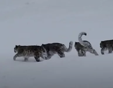 Miniatura: Niezwykłe nagranie z lampartami obiegło...