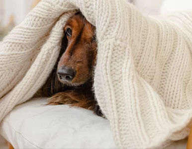 Miniatura: Ucieczka pod łóżko i podwinięty ogon?...