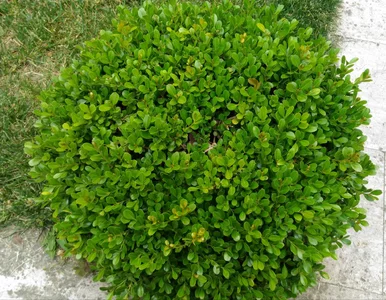 Miniatura: Jest sobowtórem bukszpanów, a ćma...