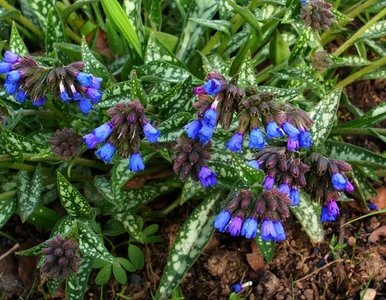 Miniatura: Hosty padają ofiarą ślimaków? Zastąp je tą...