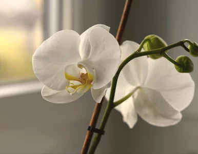 Miniatura: Błąd, który popełnia w listopadzie 8 na 10...