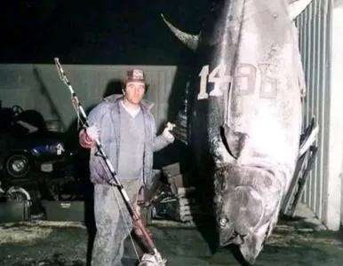 Miniatura: Złowił tuńczyka o wadze bliskiej 700 kg....