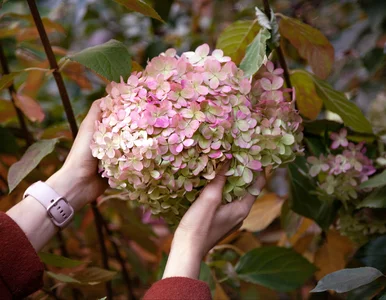 Miniatura: Ten błąd zniszczy hortensje na cały rok. 8...