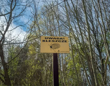 Miniatura: Jak chronić się przed kleszczami?...