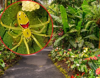 Miniatura: Uśmiechnięty pajęczak z Hawajów....