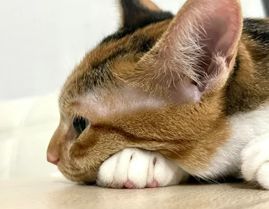 Miniatura: Czy koty są złośliwe? Lekarka weterynarii...