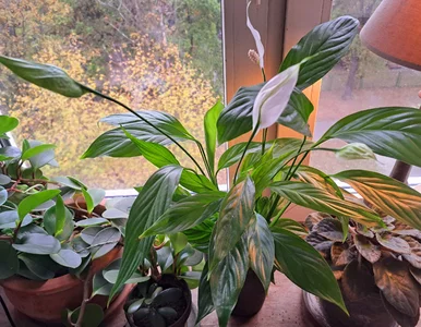 Miniatura: Wsyp 1  łyżkę do litra przegotowanej wody...