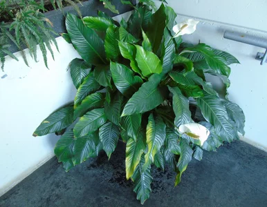 Miniatura: Jedna szklanka w lutym. Ten trik wybudza...