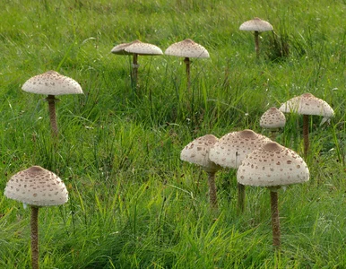 Miniatura: Ten grzyb wygląda niemal jak kania, ale...