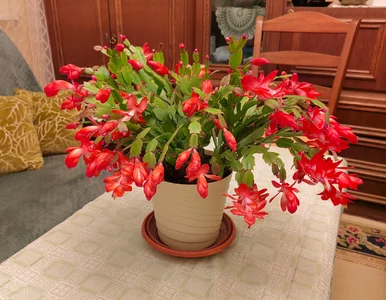 Miniatura: Podlej grudnika „czarną wodą” – nowe pąki...