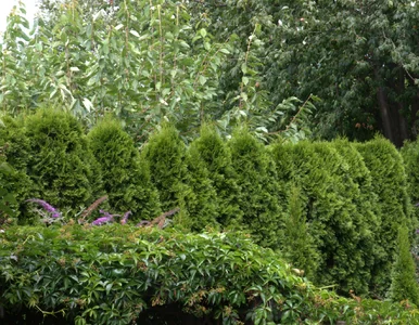 Miniatura: Dzięki temu tuje będą zielone całą zimę....