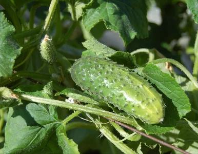 Miniatura: Mączniak rzekomy dziesiątkuje polskie...