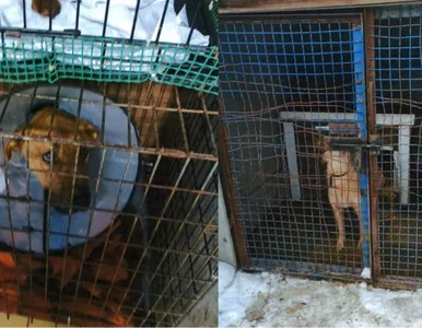 Miniatura: 200 psów w środku wsi. Aktywiści prowadzą...