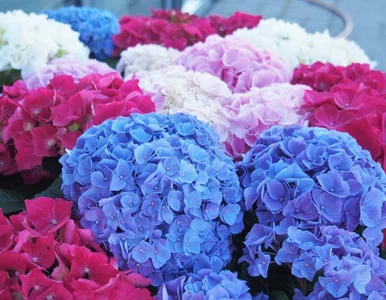 Miniatura: Różowe, niebieskie, fioletowe – wrzuć to...