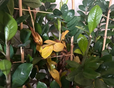 Miniatura: Zamiokulkas marszczy łodygi? Ten jeden...