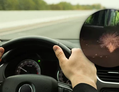 Miniatura: Film z Dolnego Śląska hitem sieci....